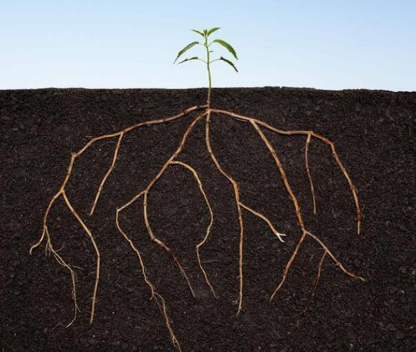 測定根系活力的儀器選擇什么品牌？