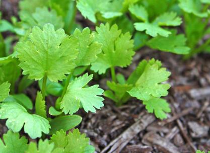 為什么要研究植物冠層，需要用到什么儀器？