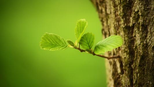 葉面積測(cè)量?jī)x 葉面積測(cè)量?jī)x