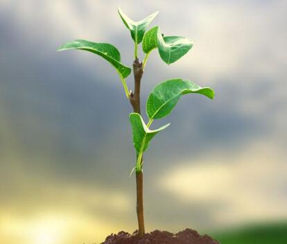 植物葉綠素檢測(cè)儀 植物葉綠素檢測(cè)儀