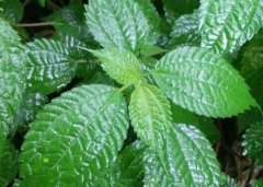 植物葉面積儀“精細化農(nóng)業(yè)”中的作用！