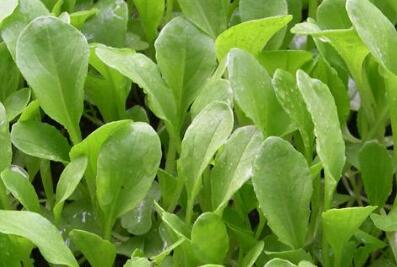 葉面積測定儀 葉面積測定儀