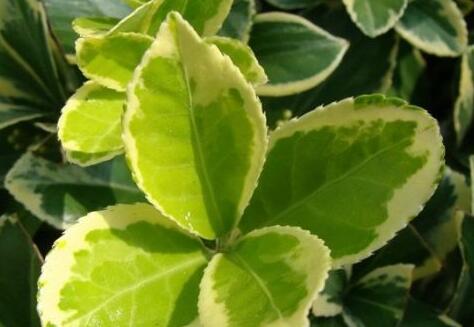 葉面積測定儀 葉面積測定儀