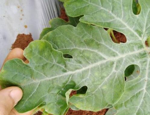 植物葉面積儀 植物葉面積儀