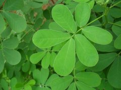 植物葉綠素檢測(cè)儀幫助測(cè)定作物生長(zhǎng)情況