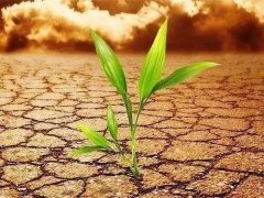 葉面積測(cè)定儀會(huì)不會(huì)破壞植物葉片？